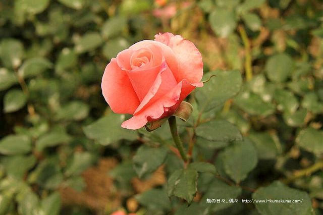 雲林虎尾自助式玫瑰花園-5406