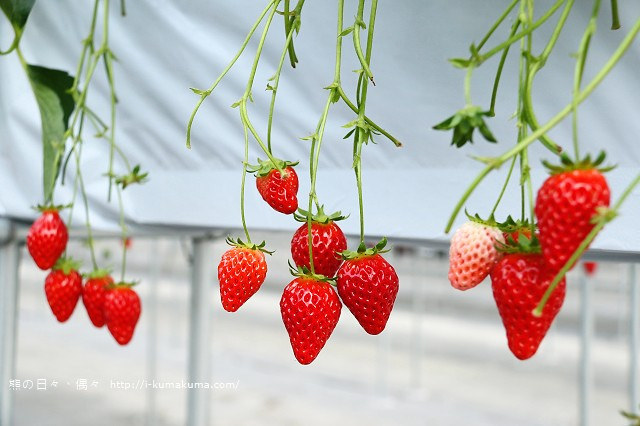 市野園芸採草莓-9723