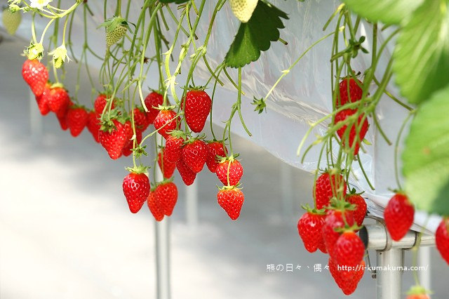 市野園芸採草莓-9839