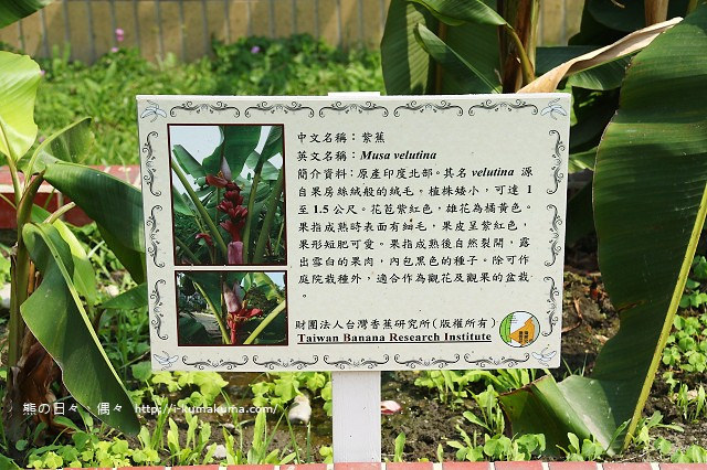台灣香蕉科技園-0577