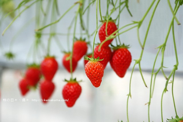 市野園芸採草莓-9713