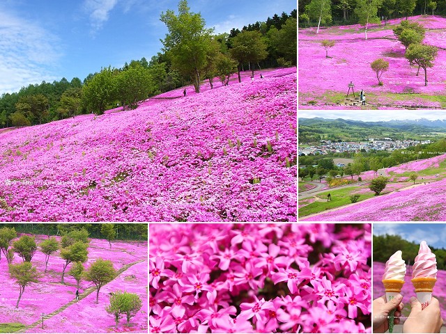 北海道 芝櫻 瀧上芝櫻公園 芝ざくら滝上公園 夢色粉紅花地毯 熊の日々 偶々